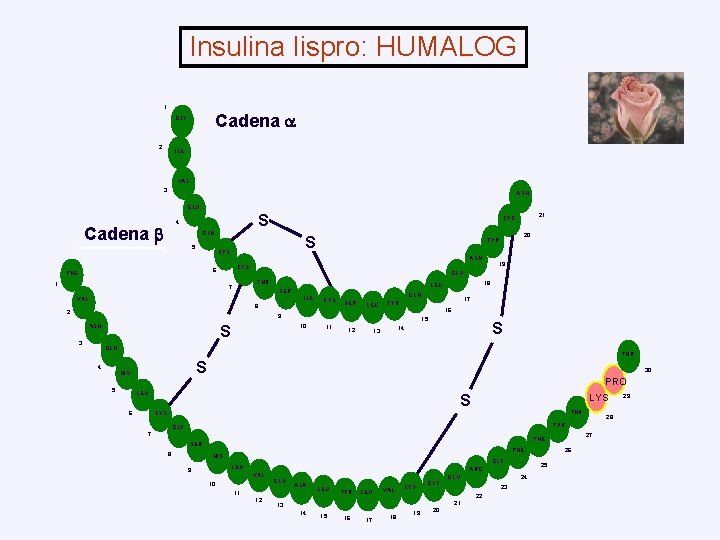 Insulina lispro: HUMALOG 1 Cadena GLY 2 ILE VAL 3 ASN GLU S 4