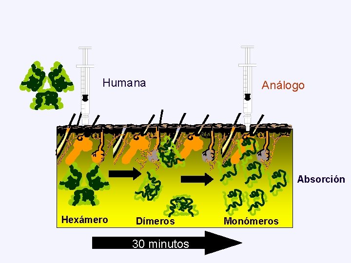 Humana Análogo Absorción Hexámero Dímeros 30 minutos Monómeros 