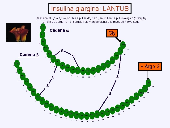 Insulina glargina: LANTUS Desplaza p. I 5, 5 a 7, 0 → soluble a