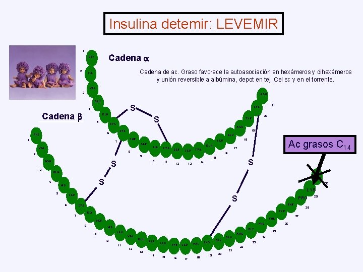 Insulina detemir: LEVEMIR 1 Cadena GLY 2 Cadena de ac. Graso favorece la autoasociación