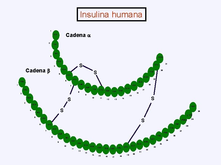 Insulina humana 1 Cadena GLY 2 ILE VAL 3 ASN GLU S 4 Cadena