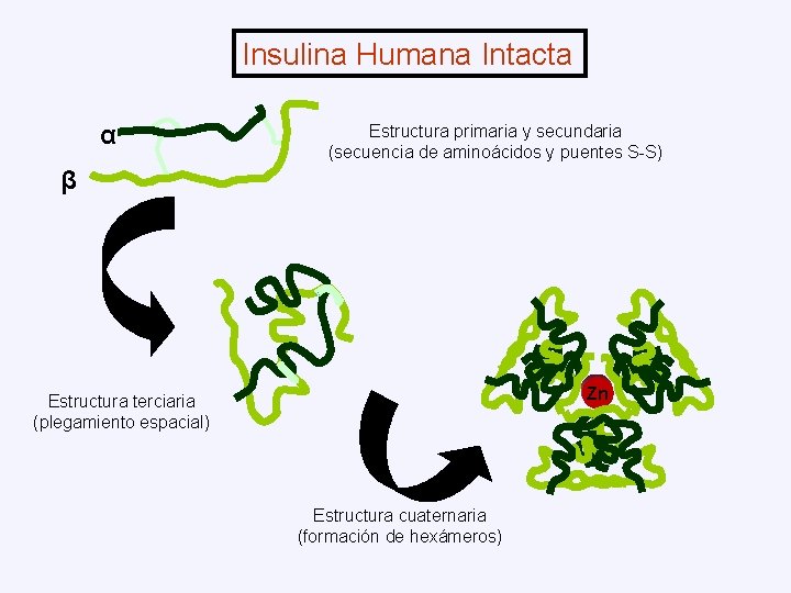 Insulina Humana Intacta α Estructura primaria y secundaria (secuencia de aminoácidos y puentes S-S)