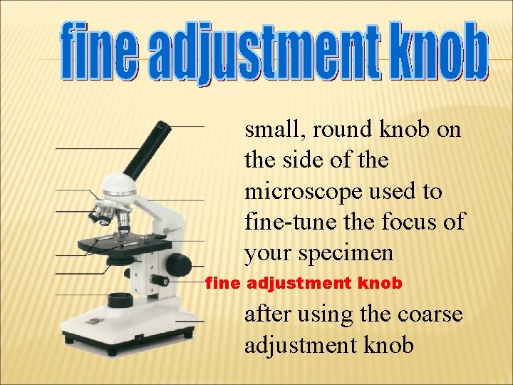 small, round knob on the side of the microscope used to fine-tune the focus
