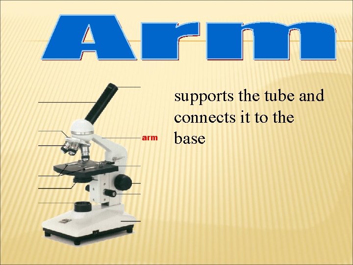 arm supports the tube and connects it to the base 