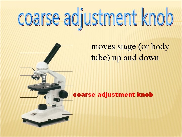 moves stage (or body tube) up and down coarse adjustment knob 