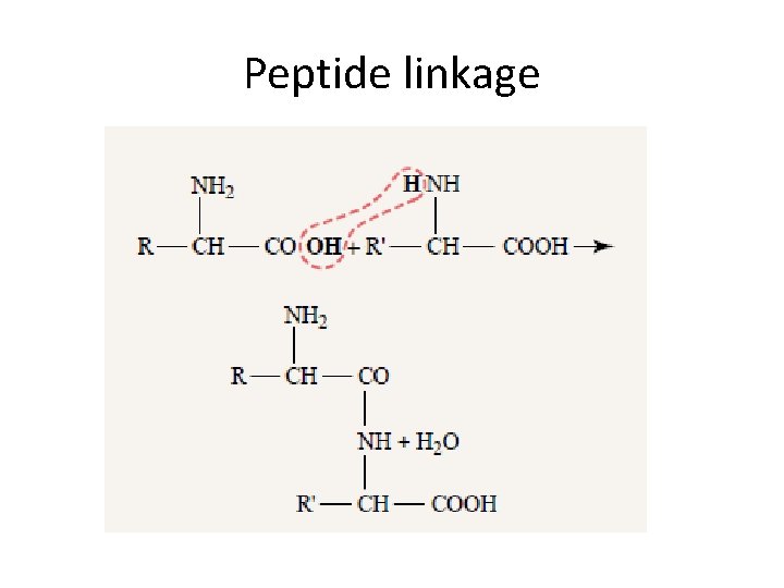 Peptide linkage Peptide linkage