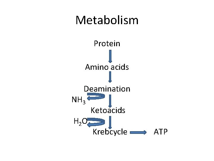 Metabolism Protein Amino acids Deamination NH 3 H 2 O Ketoacids Krebcycle ATP Metabolism Protein Amino acids Deamination NH 3 H 2 O Ketoacids Krebcycle ATP