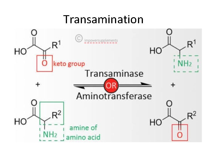 Transamination Transamination