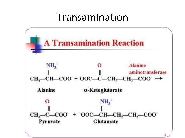 Transamination Transamination