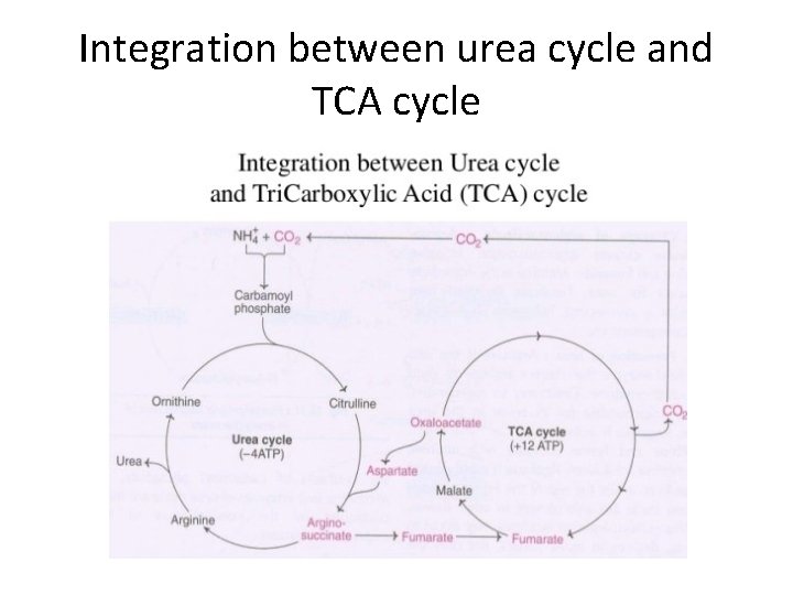 Integration between urea cycle and TCA cycle Integration between urea cycle and TCA cycle