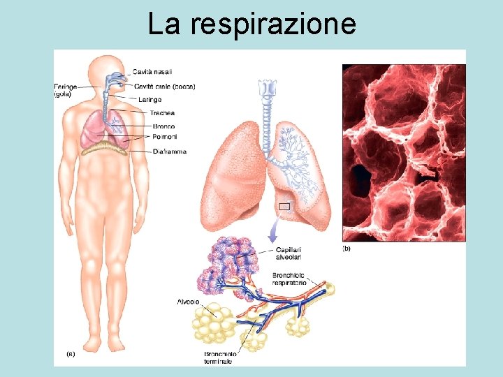 La respirazione 