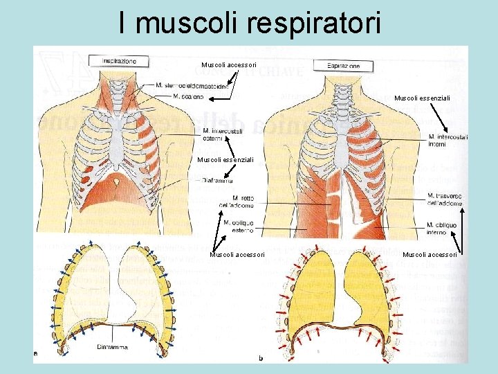 I muscoli respiratori Muscoli accessori Muscoli essenziali Muscoli accessori 