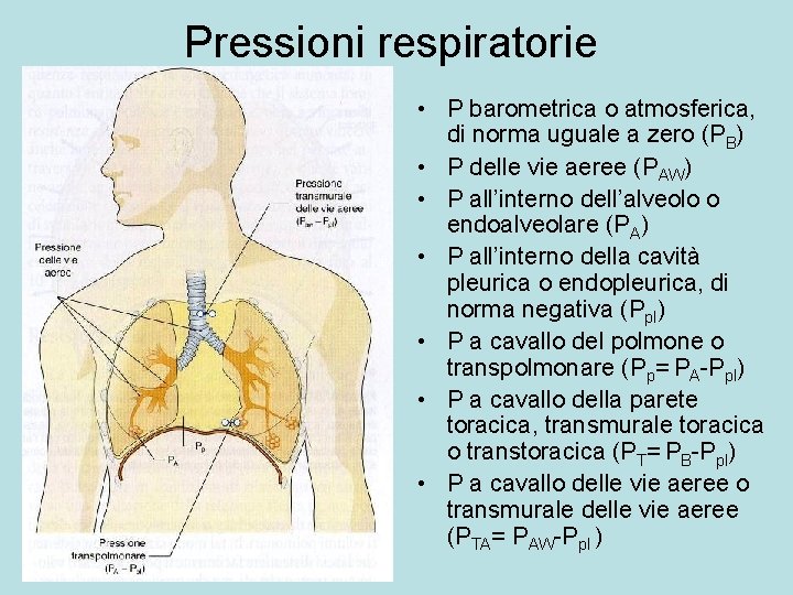 Pressioni respiratorie • P barometrica o atmosferica, di norma uguale a zero (PB) •