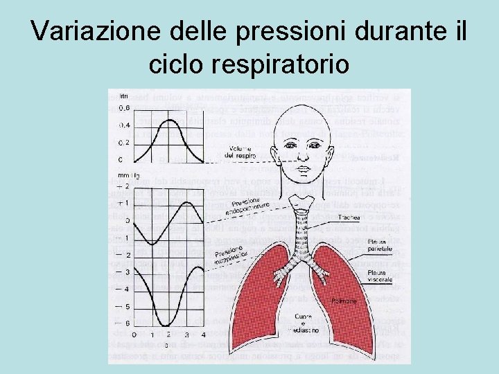 Variazione delle pressioni durante il ciclo respiratorio 