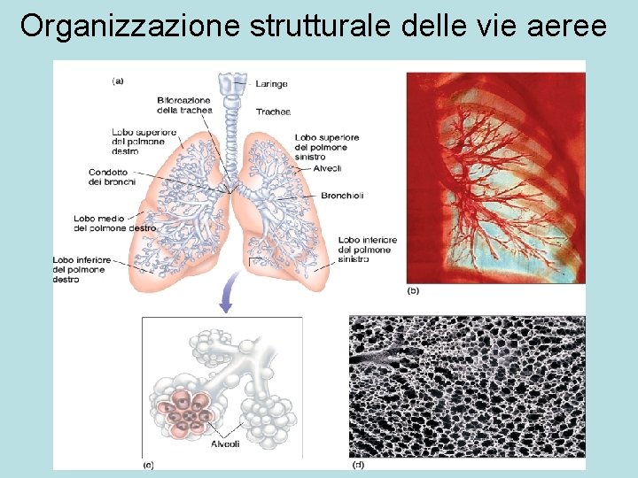 Organizzazione strutturale delle vie aeree 