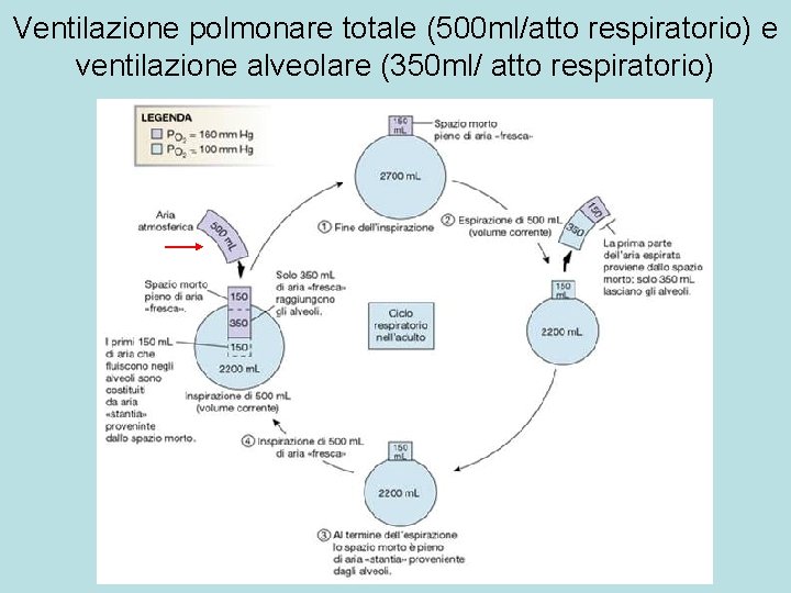 Ventilazione polmonare totale (500 ml/atto respiratorio) e ventilazione alveolare (350 ml/ atto respiratorio) 