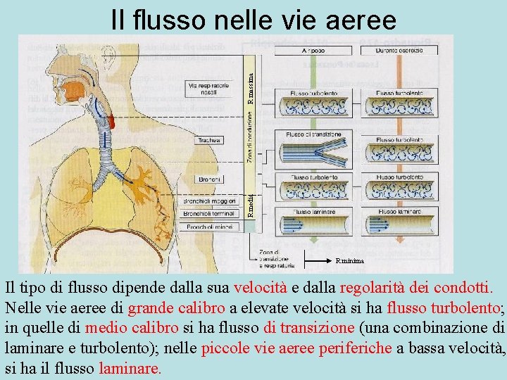 R media R massima Il flusso nelle vie aeree R minima Il tipo di