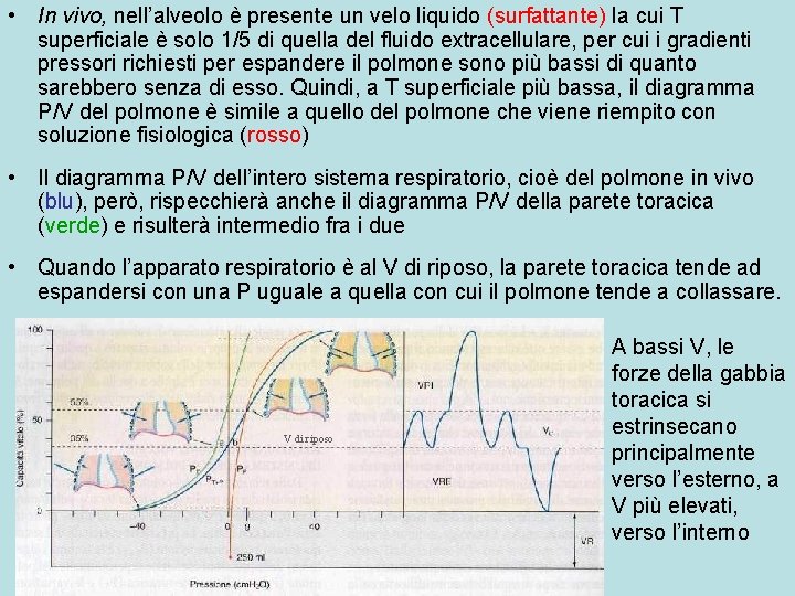  • In vivo, nell’alveolo è presente un velo liquido (surfattante) la cui T