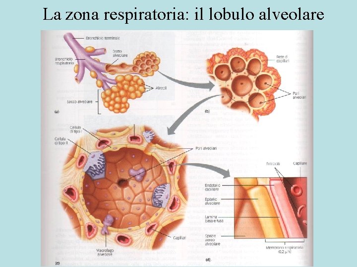 La zona respiratoria: il lobulo alveolare 