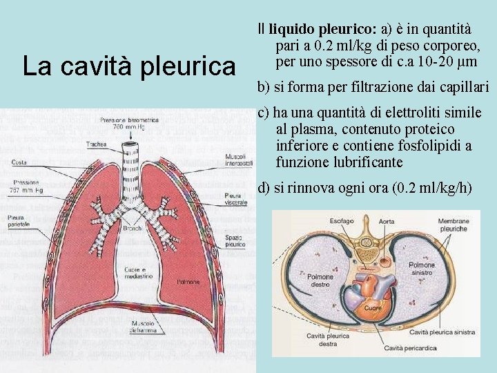 La cavità pleurica Il liquido pleurico: a) è in quantità pari a 0. 2