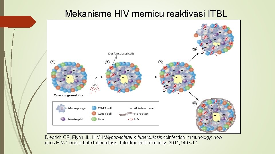 Peran Tuberculin Skin Test TST dan Interferon Gamma