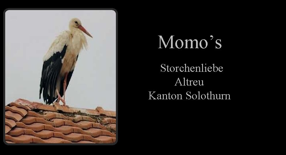 Momo’s Storchenliebe Altreu Kanton Solothurn 