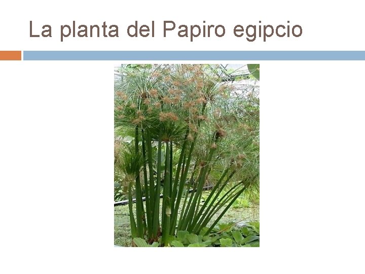La planta del Papiro egipcio 