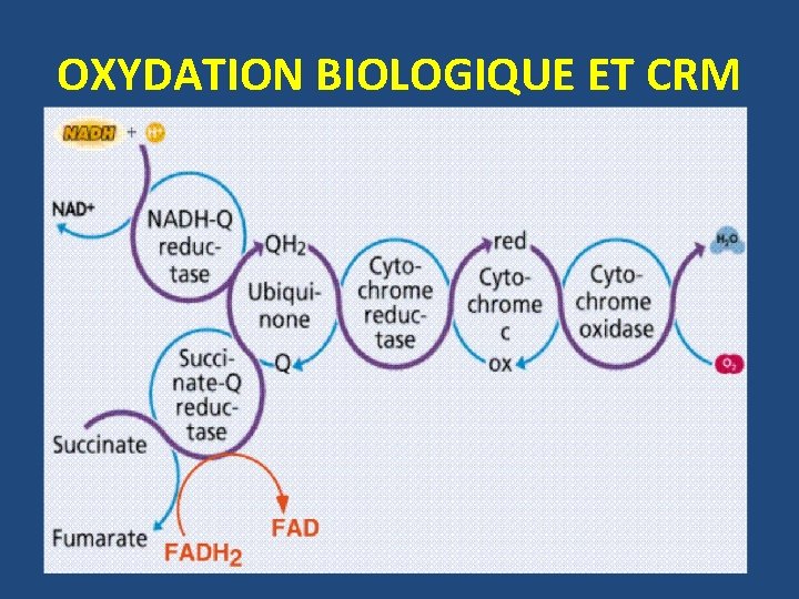 OXYDATION BIOLOGIQUE ET CRM 