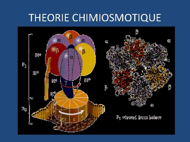 THEORIE CHIMIOSMOTIQUE 