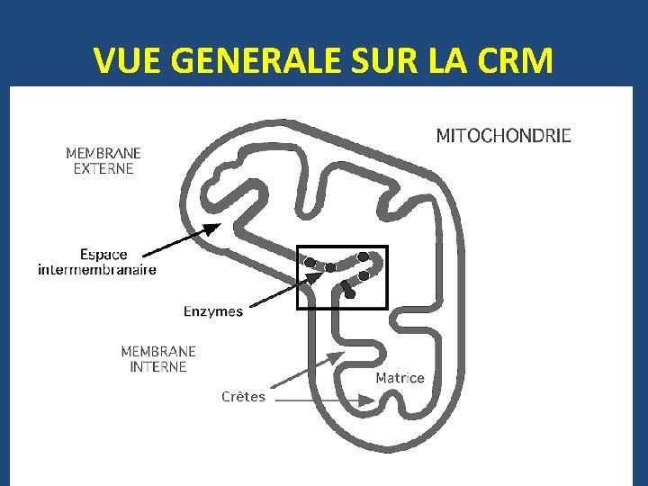VUE GENERALE SUR LA CRM 