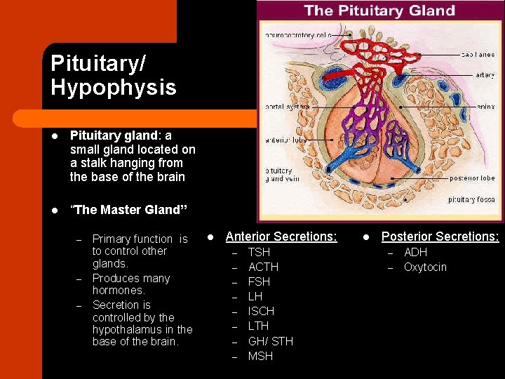 Pituitary/ Hypophysis l Pituitary gland: a small gland located on a stalk hanging from