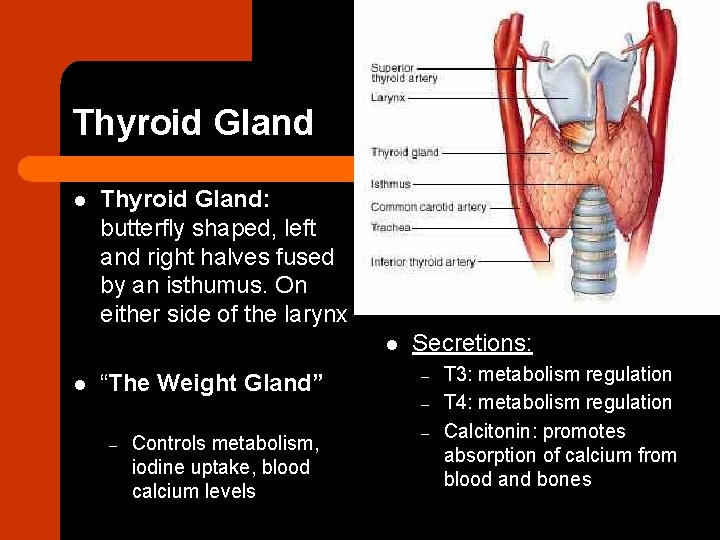 Thyroid Gland l Thyroid Gland: butterfly shaped, left and right halves fused by an