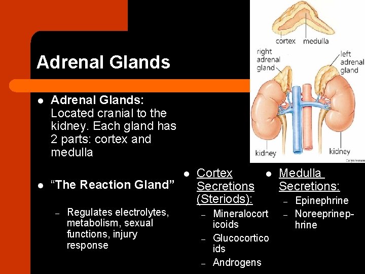 Adrenal Glands l l Adrenal Glands: Located cranial to the kidney. Each gland has