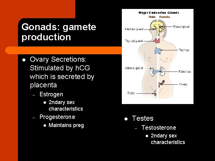 Gonads: gamete production l Ovary Secretions: Stimulated by h. CG which is secreted by