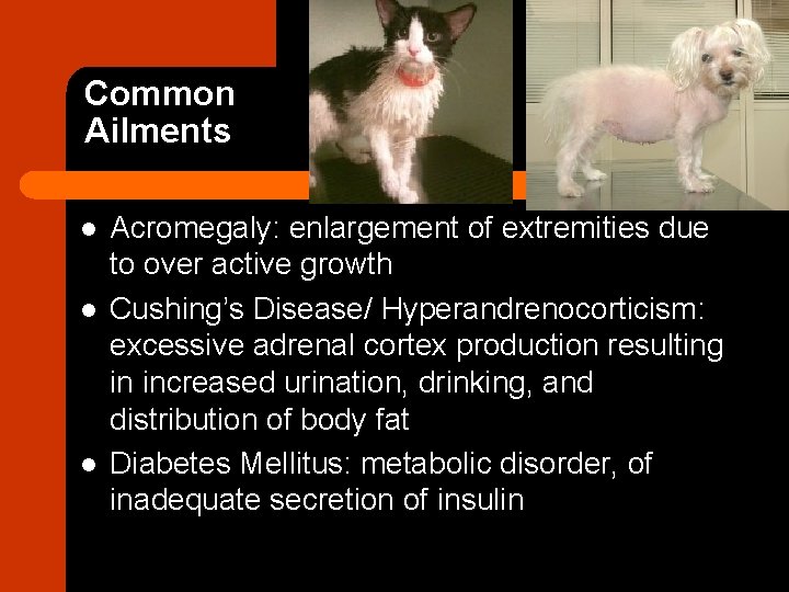 Common Ailments l l l Acromegaly: enlargement of extremities due to over active growth