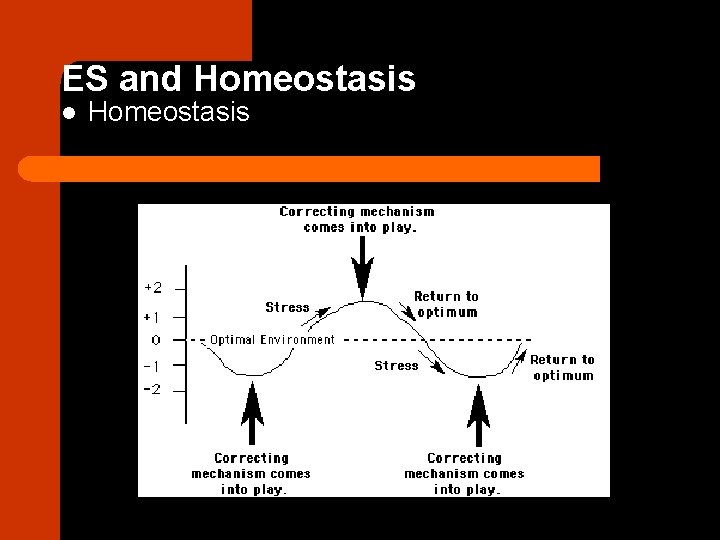 ES and Homeostasis l Homeostasis 