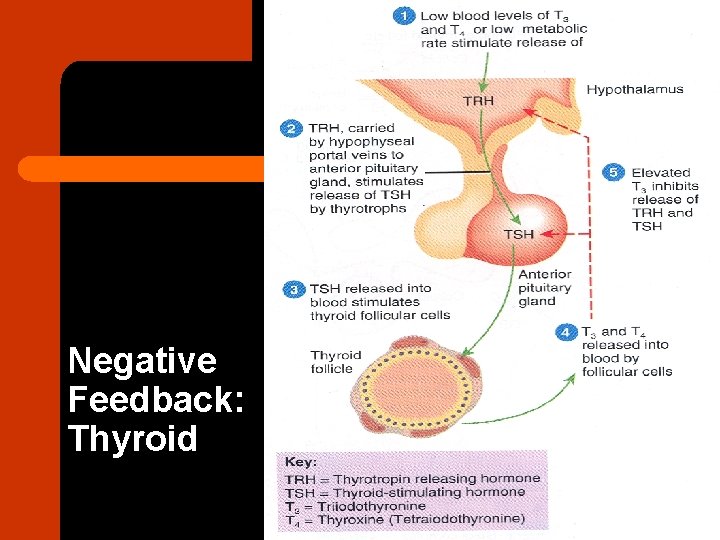 Negative Feedback: Thyroid 