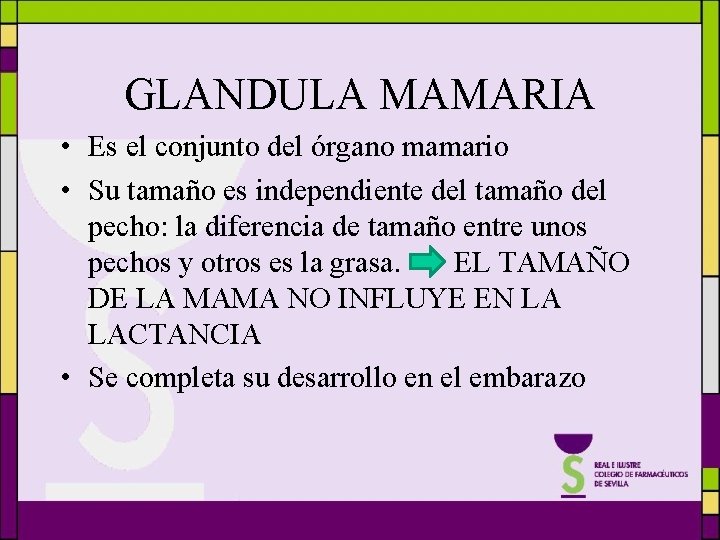 GLANDULA MAMARIA • Es el conjunto del órgano mamario • Su tamaño es independiente