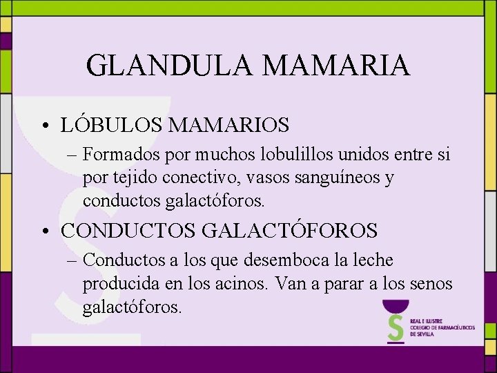 GLANDULA MAMARIA • LÓBULOS MAMARIOS – Formados por muchos lobulillos unidos entre si por