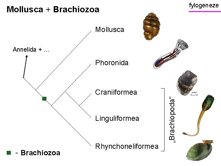 fylogeneze Mollusca + Brachiozoa Mollusca Annelida + … Phoronida Linguliformea - Brachiozoa Rhynchoneliformea „Brachiopoda“