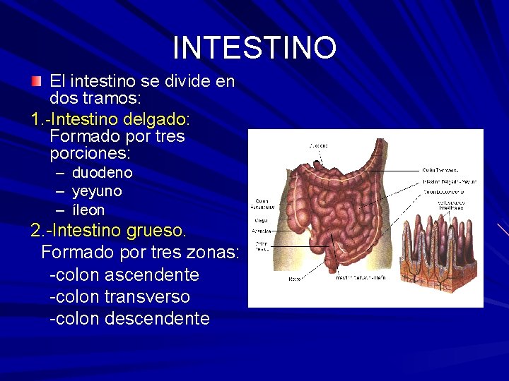 INTESTINO El intestino se divide en dos tramos: 1. -Intestino delgado: Formado por tres
