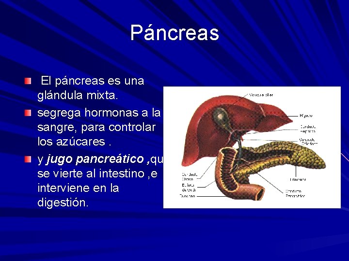 Páncreas El páncreas es una glándula mixta. segrega hormonas a la sangre, para controlar