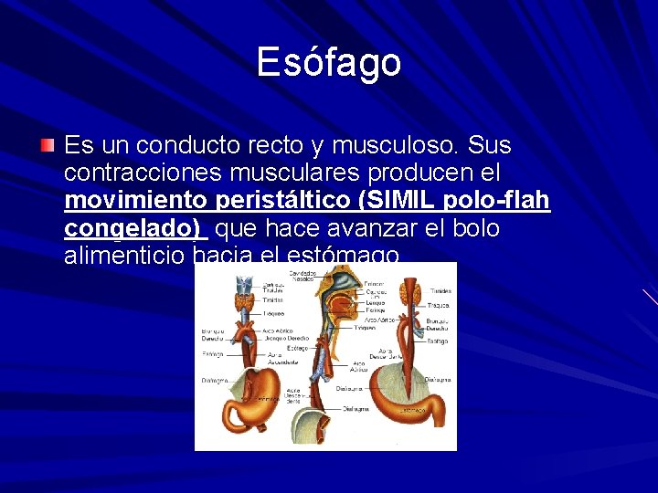 Esófago Es un conducto recto y musculoso. Sus contracciones musculares producen el movimiento peristáltico