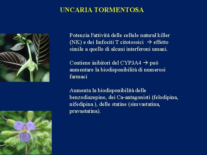 UNCARIA TORMENTOSA Potenzia l'attività delle cellule natural killer (NK) e dei linfociti T citotossici