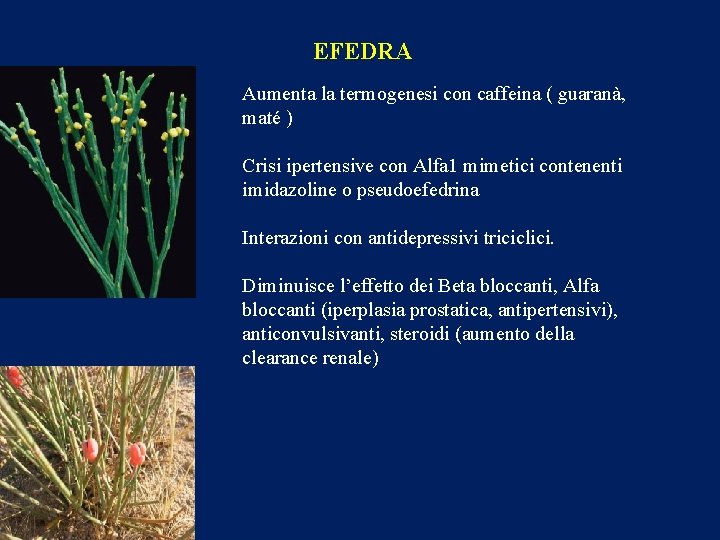 EFEDRA Aumenta la termogenesi con caffeina ( guaranà, maté ) Crisi ipertensive con Alfa