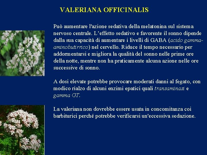 VALERIANA OFFICINALIS Può aumentare l'azione sedativa della melatonina sul sistema nervoso centrale. L’effetto sedativo