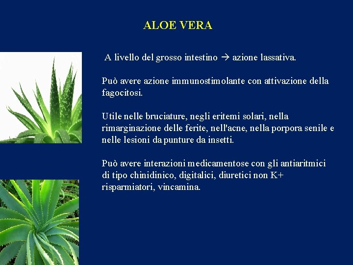 ALOE VERA A livello del grosso intestino azione lassativa. Può avere azione immunostimolante con