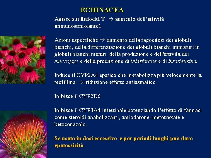 ECHINACEA Agisce sui linfociti T aumento dell’attività immunostimolante). Azioni aspecifiche aumento della fagocitosi dei