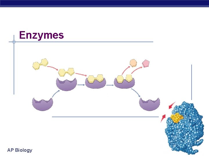 Enzymes AP Biology 2007 -2008 