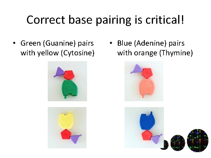 Correct base pairing is critical! • Green (Guanine) pairs with yellow (Cytosine) • Blue